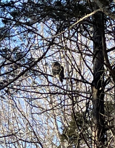 Barred Owl photographed in Connecticut