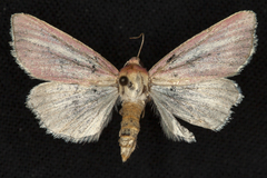 Heliocheilus julia