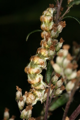 Cucullia absinthii
