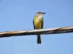 Tyrannus melancholicus