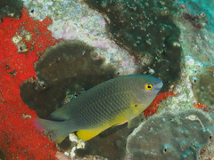 Plectroglyphidodon gascoynei