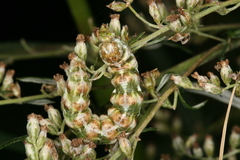Cucullia absinthii