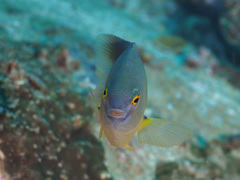 Plectroglyphidodon gascoynei