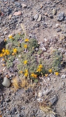 Brachyclados caespitosus