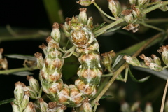 Cucullia absinthii