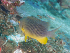 Plectroglyphidodon gascoynei