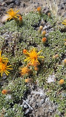 Brachyclados caespitosus