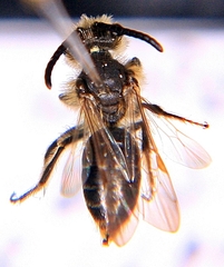 Andrena nasonii