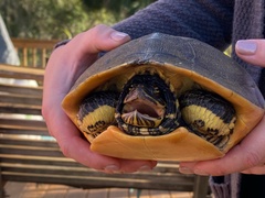 Deirochelys reticularia chrysea