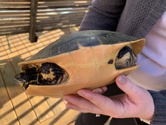 Deirochelys reticularia chrysea