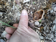 Phylloscypha phyllogena