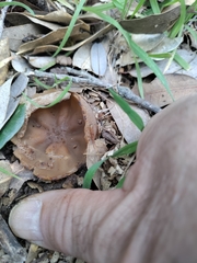 Phylloscypha phyllogena