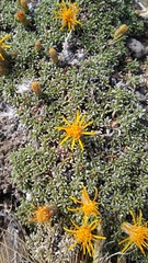 Brachyclados caespitosus