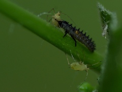 Harmonia axyridis