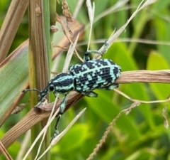 Chrysolopus