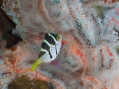 Paraluteres prionurus