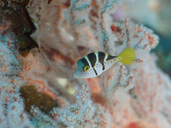 Paraluteres prionurus