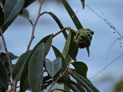 Annona maritima