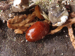 Neotriplax lewisii