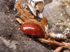 Neotriplax lewisii