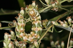 Cucullia absinthii