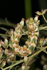 Cucullia absinthii
