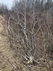 Berberis vulgaris