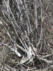 Berberis vulgaris