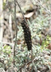 Argynnis pandora