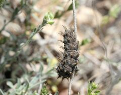 Argynnis pandora