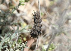 Argynnis pandora