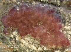 Styelidae
