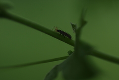 Harmonia axyridis