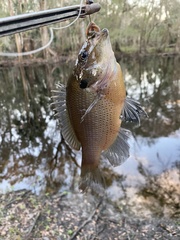 Lepomis punctatus