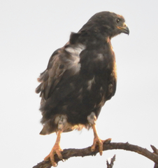 Buteo augur