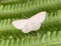 Scopula optivata