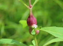 Neolasioptera lycopi