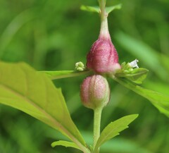 Neolasioptera lycopi