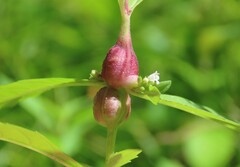 Neolasioptera lycopi