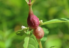 Neolasioptera lycopi