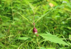 Neolasioptera lycopi