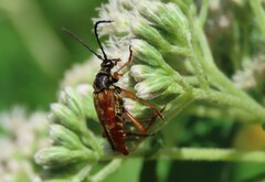 Typocerus