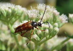 Typocerus