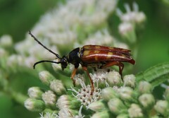 Typocerus