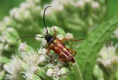 Typocerus