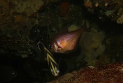 Pempheris klunzingeri