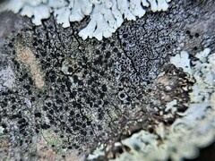 Rinodina