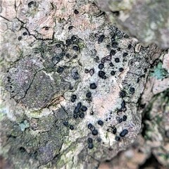 Cresponea chloroconia