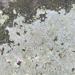 Trapelia placodioides