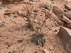 Streptanthus longirostris